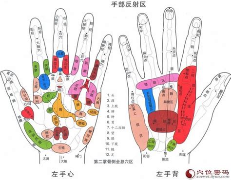 大拇指放在食指第二節|五個手指對應五個身體系統，手上所有治病穴位都在。